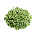Imagen de Ginkgo Biloba