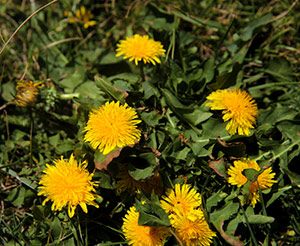 Hierba de Diente de León