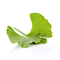 Imagen de Ginkgo Biloba