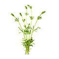 galium aparine