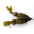 alga focus