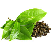 Extracto de té verde