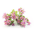 centaury