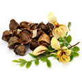 image of soybean