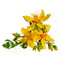 image of st john's wort