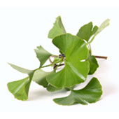 Hoja de Ginkgo Biloba