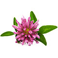 image of vitamin E