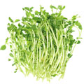 image of soybean