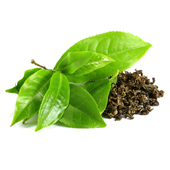 Green Tea Extract