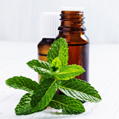 Peppermint Oil