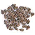 image of vitamin E